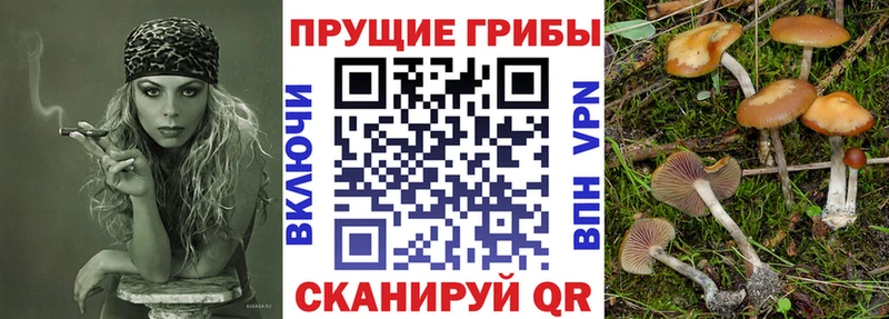 наркотики  Усть-Лабинск  MEGA ТОР  Псилоцибиновые грибы Cubensis 